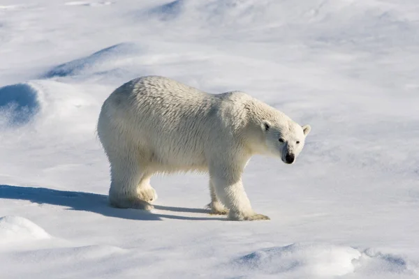 Eisbär Packeis — Stockfoto