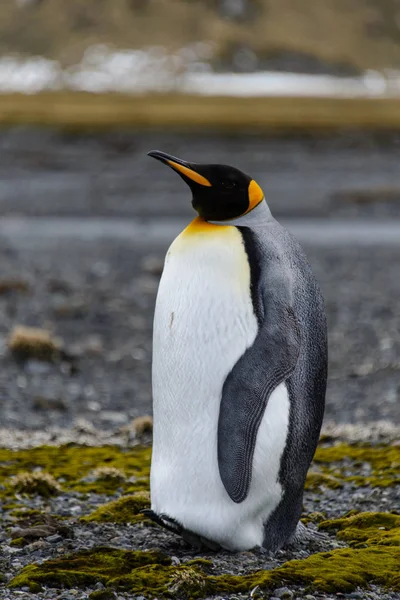 Koningspinguïn Aard — Stockfoto