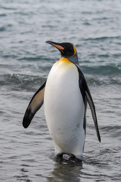 Rei Pinguim Saindo Mar — Fotografia de Stock