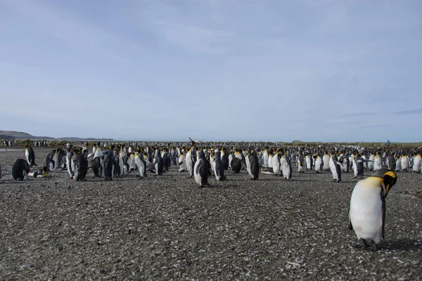 Pingwiny Królewskie Południe Georginia Wyspa — Zdjęcie stockowe