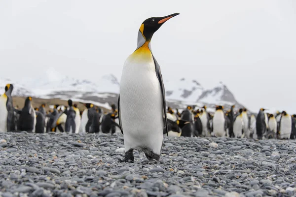 Красивий Дорослий Король Пінгвін — стокове фото