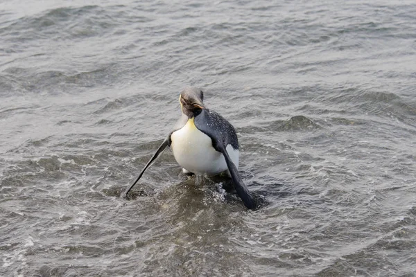 Roi Pingouin Allant Mer — Photo