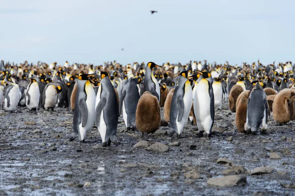 Koning Pinguïn Kuikens Aard — Stockfoto