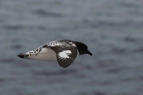 Antarctic Petrel Thalassoica Antarctica — Stock Photo, Image