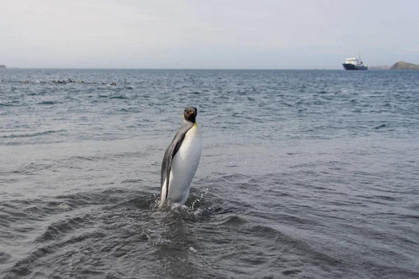 Pinguino Che Dal Mare — Foto Stock