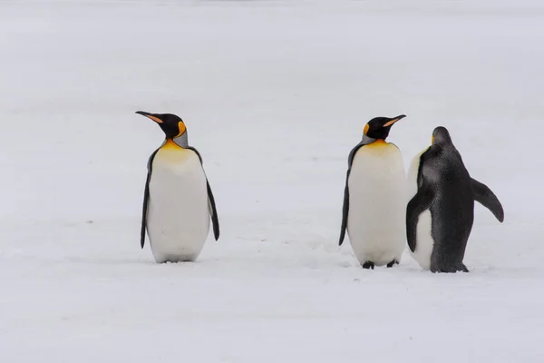 Königspinguine Auf Südgeorgien Insel — Stockfoto