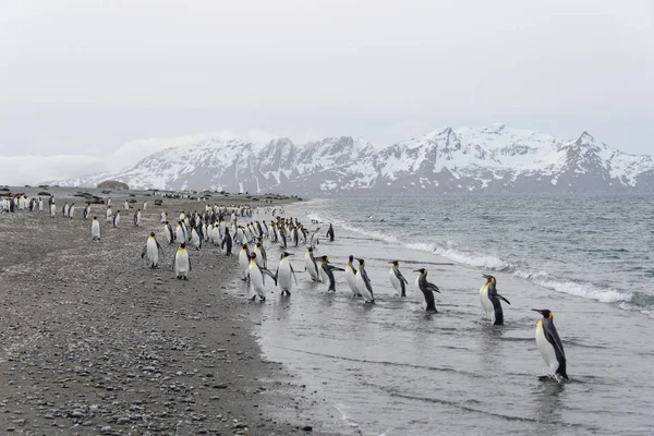 从海上来的企鹅王 — 图库照片