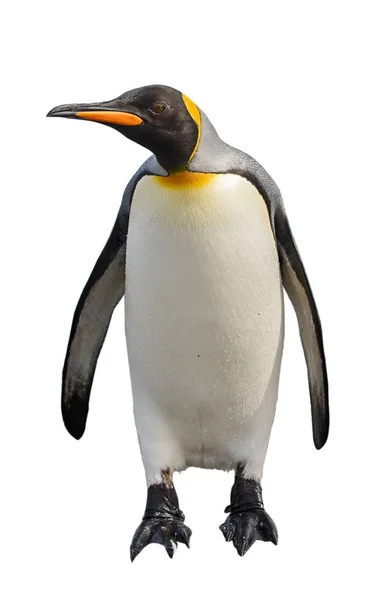 Tučňák Královský Izolovaný Bílém — Stock fotografie