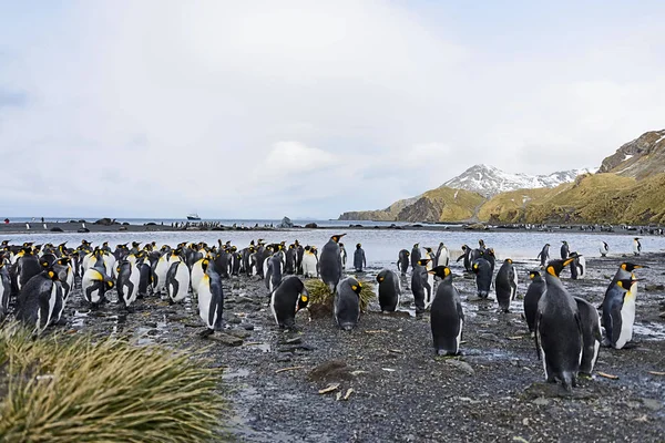 グループの風光明媚な山と不毛の雪に覆われた風景の中を歩くペンギン — ストック写真