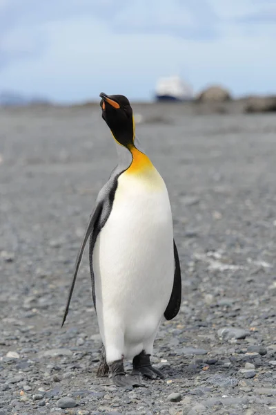 サウス ジョージア島のキング ペンギン — ストック写真