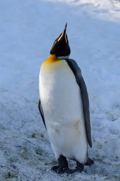 Koning Pinguins Zuid Georgië — Stockfoto