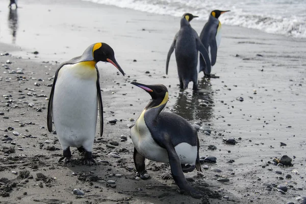 Kung Pingviner Kommer Från Havet — Stockfoto