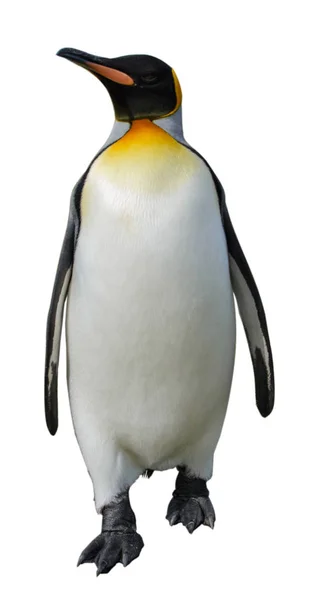 Pinguino Isolato Bianco — Foto Stock