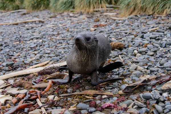 Fur Seal Grass — Stock Photo, Image