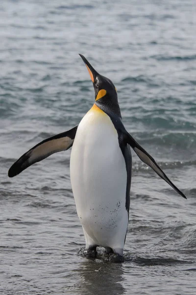 企鹅王从海上走 — 图库照片