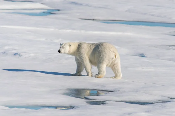 Oso Polar Paquete Hielo — Foto de Stock