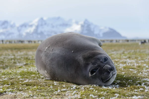 Foca Elefante Durmiendo Naturaleza — Foto de Stock