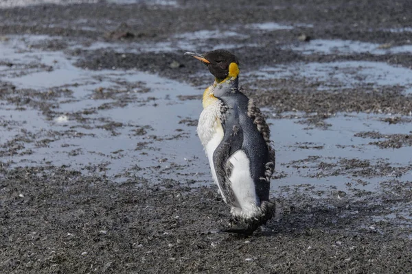 美しいアダルト キング ペンギン — ストック写真