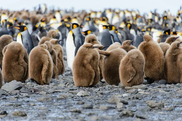 Красивый Взрослый Пингвин — стоковое фото