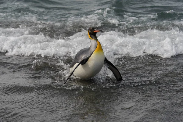 Kung Pingvin Kommer Från Havet — Stockfoto