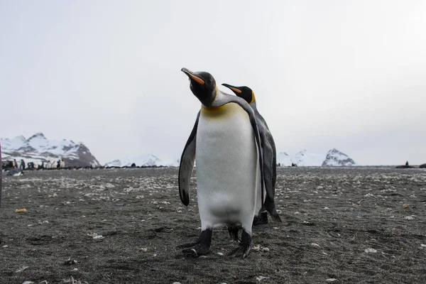 Prachtige Volwassen Koning Pinguïn — Stockfoto