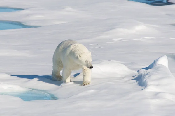 Urso Polar Embalagem Gelo — Fotografia de Stock