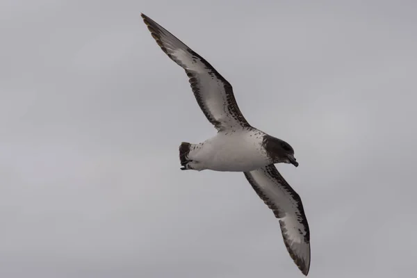 Petrel Antártico Thalassoica Antarctica — Fotografia de Stock