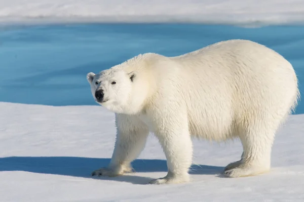 Lední Medvěd Ledě Pack — Stock fotografie