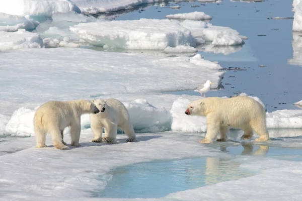 Dois Filhotes Urso Polar Brincando Juntos Gelo Norte Svalbard — Fotografia de Stock
