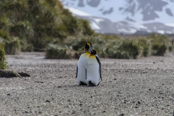 Piękna Dla Dorosłych Król Pingwin — Zdjęcie stockowe