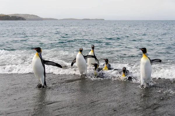 Königspinguine Gehen Aus Dem Meer — Stockfoto