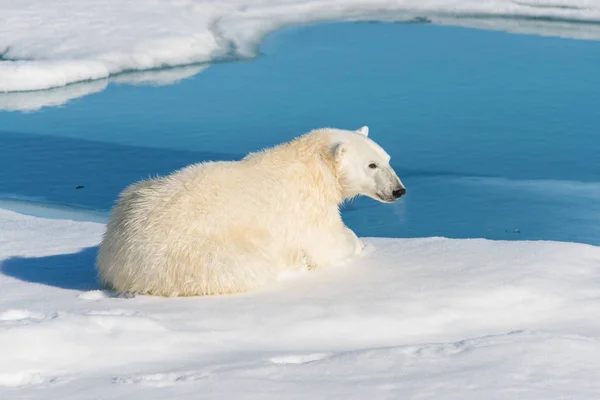 Słodkie Niedźwiedź Polarny Nature — Zdjęcie stockowe