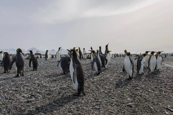 Koning Pinguïns Zuid Georgië Eiland — Stockfoto