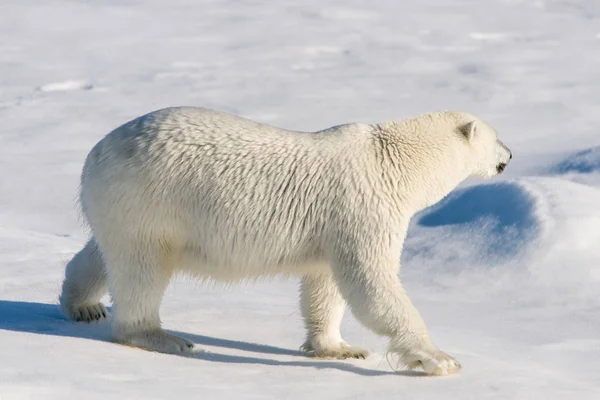 Eisbär Packeis — Stockfoto