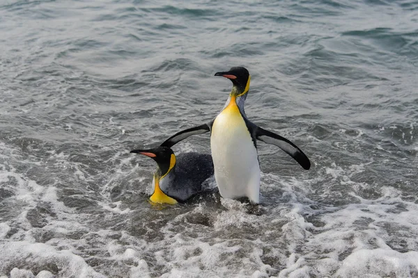 Koning Pinguïns Gaande Van Zee — Stockfoto