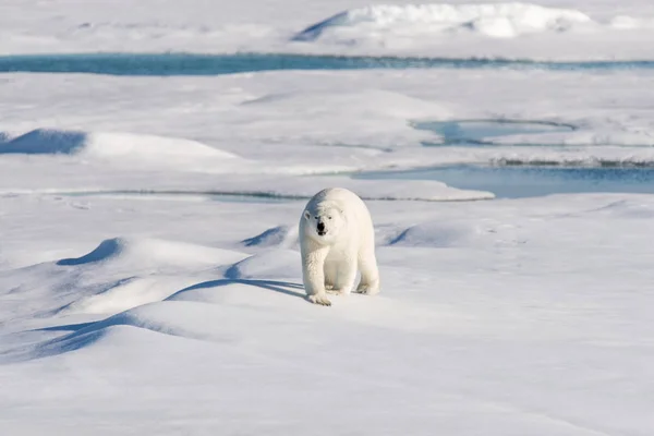 Oso Polar Paquete Hielo — Foto de Stock