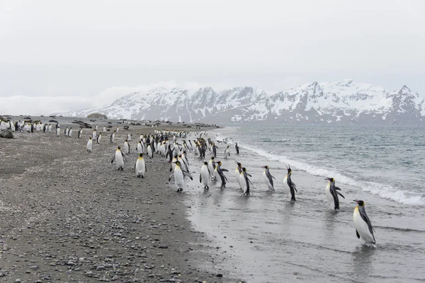 Королівські Пінгвіни Йдуть Моря — стокове фото
