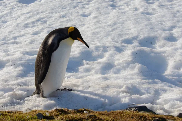 Kral Penguenler Güney Georgia Üzerinde — Stok fotoğraf