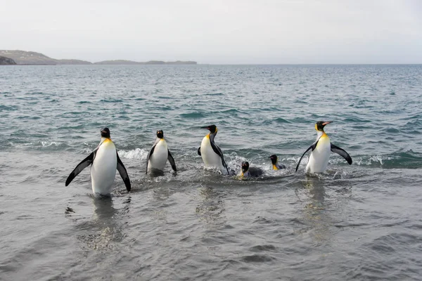 King Penguins Going Sea — Stock Photo, Image