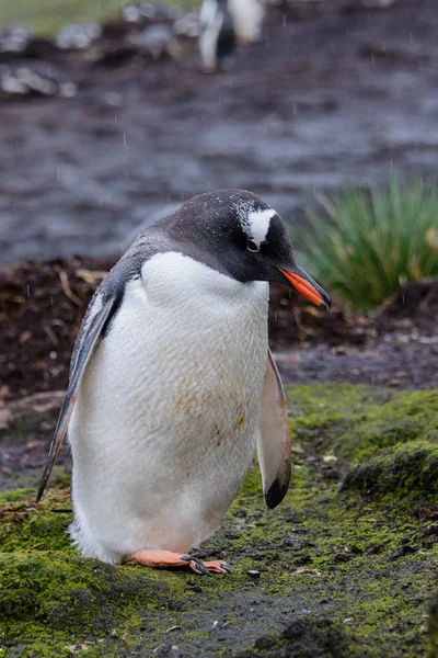 Mokré Gentoo Penguine Zelené Trávě Deštivé Počasí — Stock fotografie