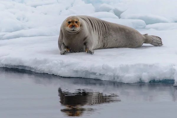 Fur Seal Nature — Stock Photo, Image