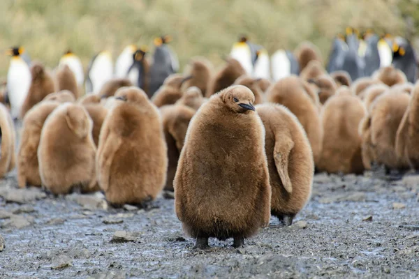 Král Penguin Holky Přírodě — Stock fotografie
