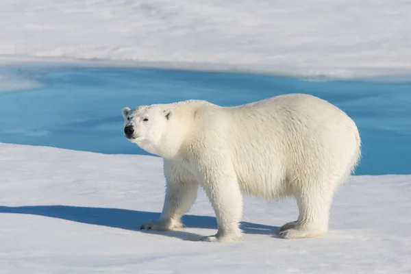 Πολική Αρκούδα Στον Πάγο Πακέτο — Φωτογραφία Αρχείου