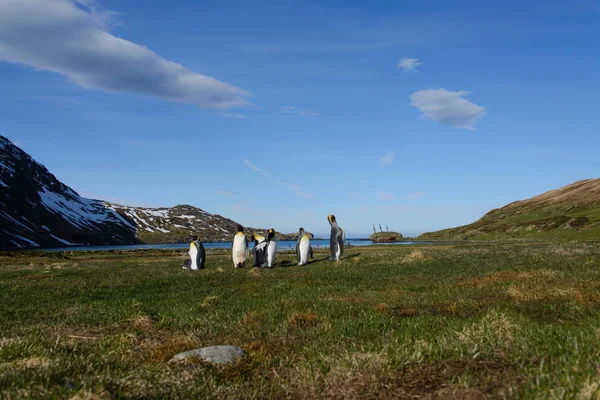 Koning Pinguins Zuid Georgië — Stockfoto