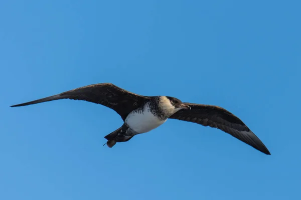 Vackra Antarctic Petrell Fågel Flygande Blå Himmel — Stockfoto