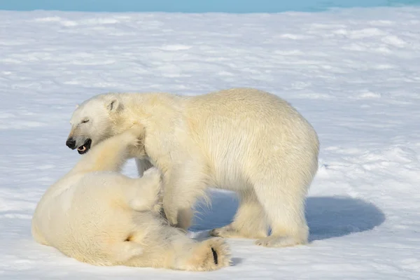 北のスバールバル諸島氷上で一緒に遊ぶ つのホッキョクグマの小熊 — ストック写真