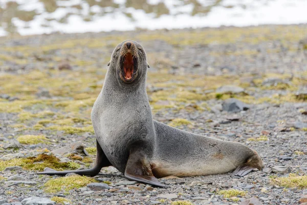 Schattig Zeebeer Aard — Stockfoto