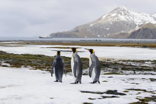 Pingüinos Rey Isla Georgia Del Sur — Foto de Stock