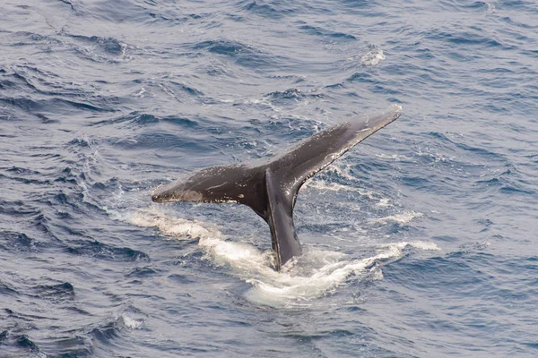 Humpback whale tail in the sea