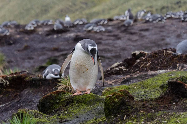 Pingouin Doux Humide Dans Herbe Verte Par Temps Pluvieux — Photo